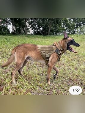 ICEFANG Tactical Dog Harness in Coyote Brown Size L See Size Chart / Flag Patch